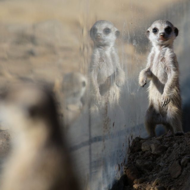 Novým přírůstkům ve výběhu surikat v ZOO Dvůr Králové nad Labem koluje v žilách africká krev! Samec Frank pochází z Jihoafrické republiky | foto: Simona Jiřičková