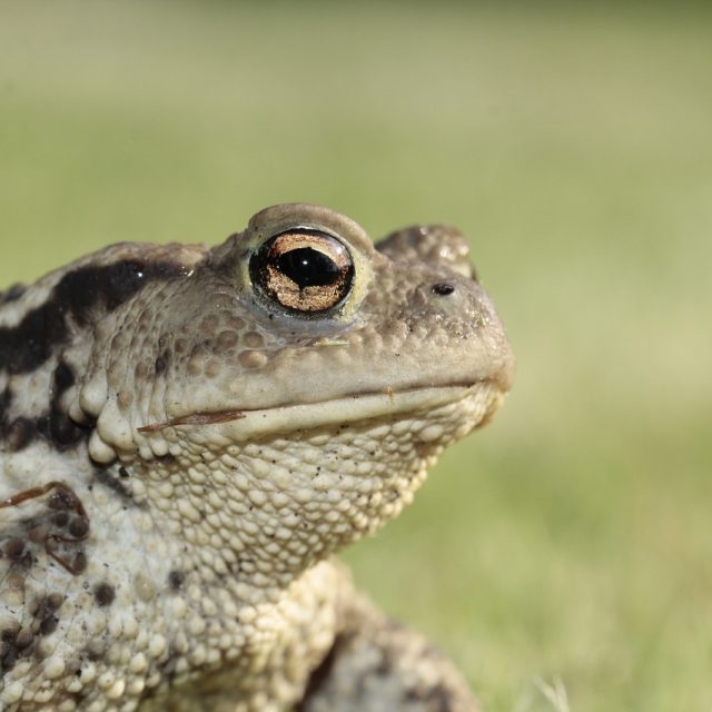 Jak dlouho trvá než ropucha přeskáče silnici? | foto: Fotobanka Pixabay