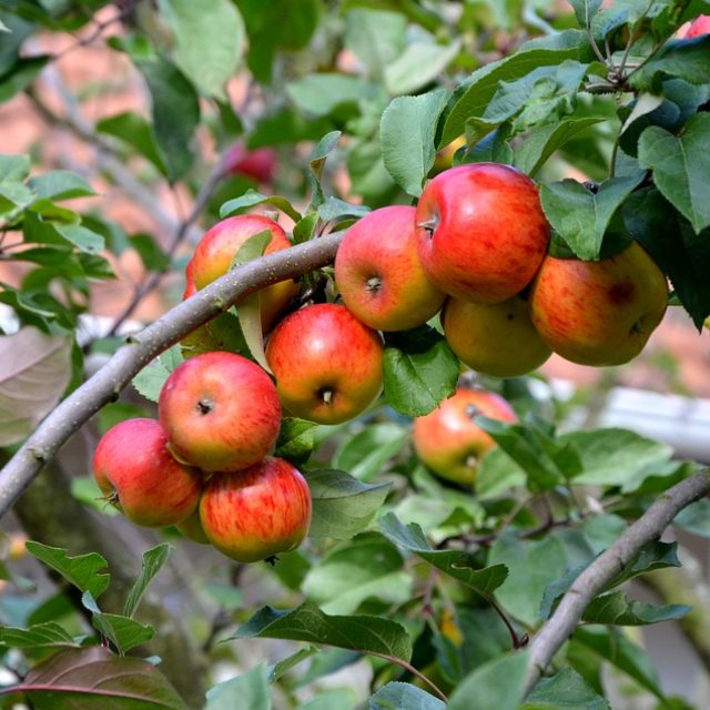 Jestli se v budoucnu chcete těšit z úrody,  nesmíte podcenit ani začátky,  tedy výběr a sázení stromku | foto: Fotobanka Pixabay