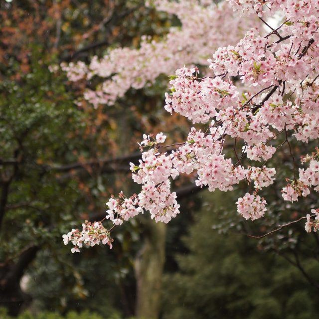 Kvetoucí stromy  (ilustrační foto) | foto: Fotobanka Pixabay