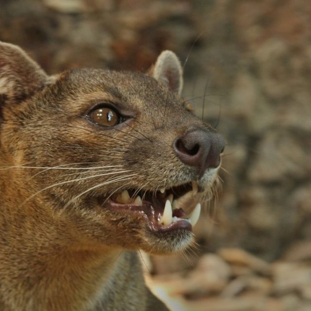 Do ZOO Dvůr Králové se vrátila fosa madagaskarská | foto: Jakub Labský
