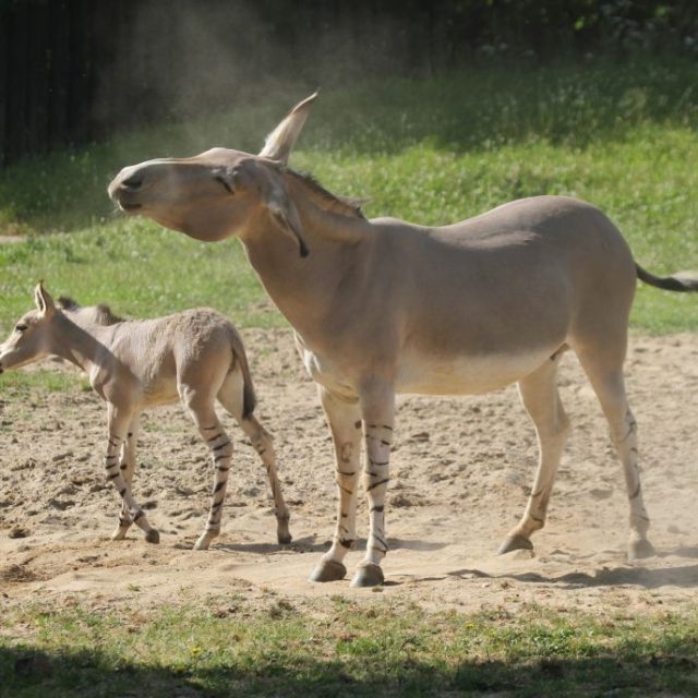 Osli somálští | foto: Jakub Labský