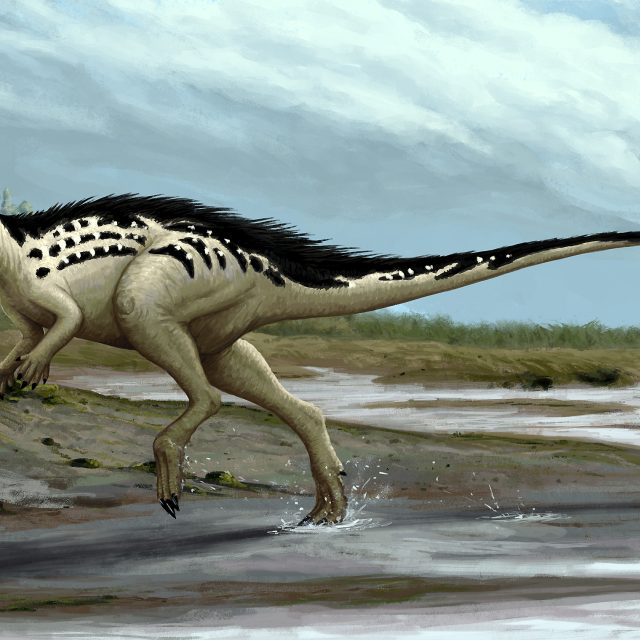 Burianosaurus augustai | foto: Edyta Felcyn a Jakub Kowalski