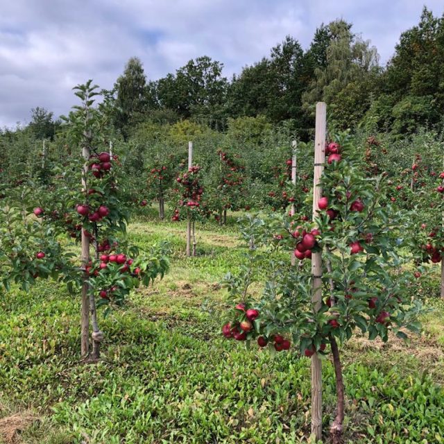 Jabloňový sad | foto: Jitka Cibulová Vokatá,  Český rozhlas,  Český rozhlas