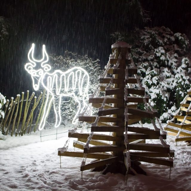 Vánoční Safari Park Dvůr Králové | foto: Simona Jiřičková