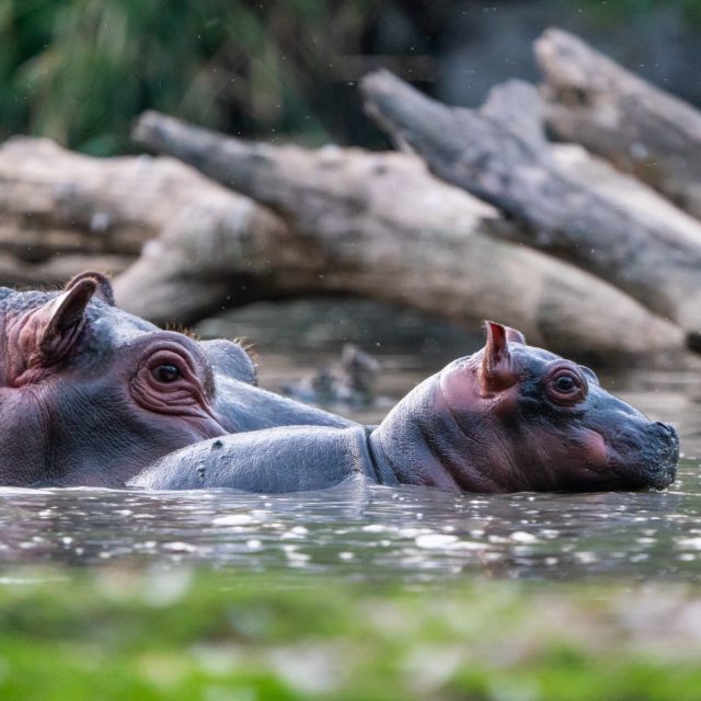 Mládě hrocha s matkou v Safari Parku Dvůr Králové | foto: Lukáš Pavlačík