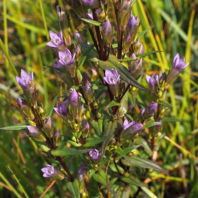 Hořeček nahořklý v národní přírodní památce Kopičácký rybník | foto: Jan David Reitschläger,  Agentura ochrany přírody a krajiny ČR