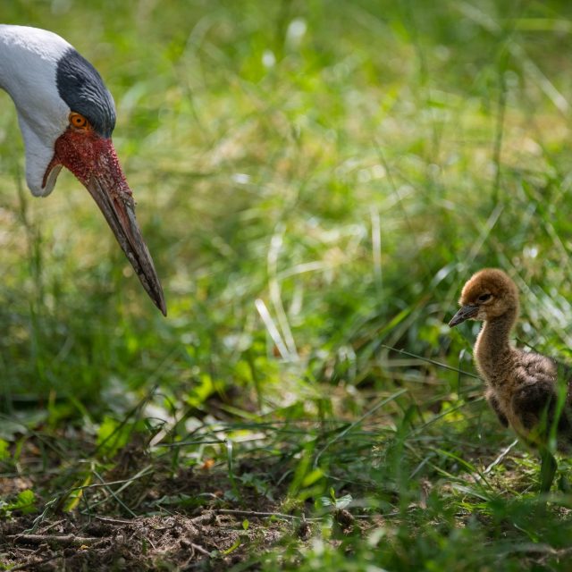 Světový unikát,  mládě jeřába bradavičnatého ve dvorském safari parku. Odchov se podařil po 10 letech | foto: Helena Hubáčková,  Safari Park Dvůr Králové