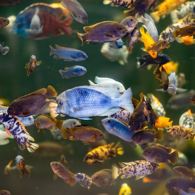 Nádrže pavilonu Vodní světy ve dvorském safari parku představují život afrických jezer a řek | foto: Helena Hubáčková,  Safari Park Dvůr Králové