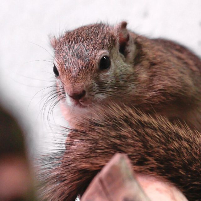 Veverka bušová v Safari Parku Dvůr Králové | foto: Simona Jiřičková