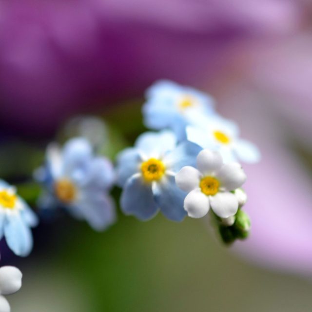 Pomněnka - Nezbývá nám nic než vzpomínání | foto: Jolana Nováková,  Český rozhlas