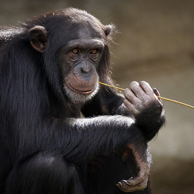 Přenos ze života lidoopů propojil dvorský safari park s brněnskou zoo  (ilustrační foto) | foto: Pixabay,  Licence Pixabay