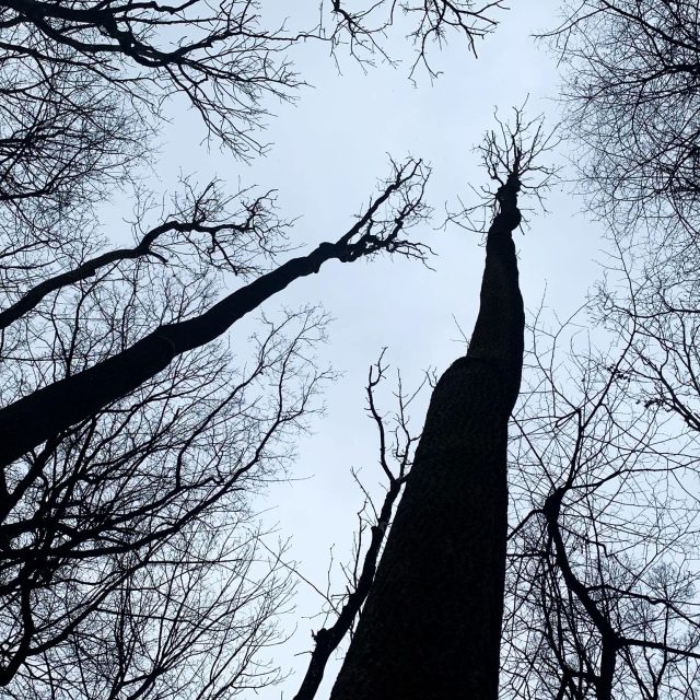 V přírodní rezervaci Dubno na Náchodsku odumírá několik stovek jasanů,  zhruba 300 jich brzy čeká kácení | foto: Václav Plecháček,  Český rozhlas