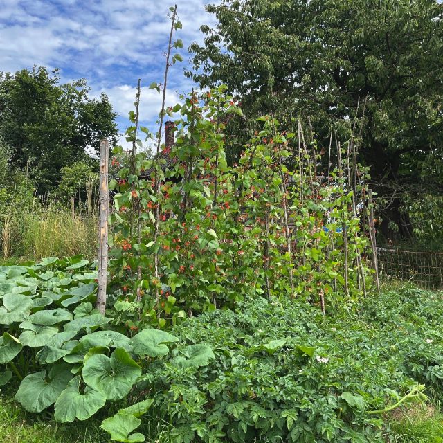 Fazol šarlatový | foto: Jitka Slezáková,  Český rozhlas