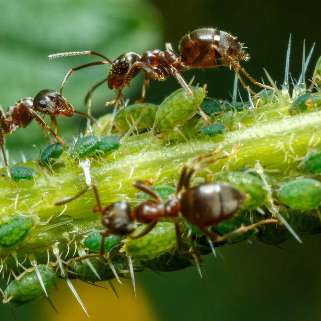 Mravenci a mšice | foto: Shutterstock