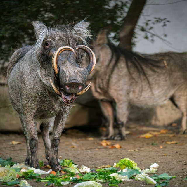 Prase savanové ve dvorském safari parku | foto: Helena Hubáčková,  Safari Park Dvůr Králové