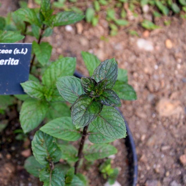 Máta | foto: Jolana Nováková,  Český rozhlas