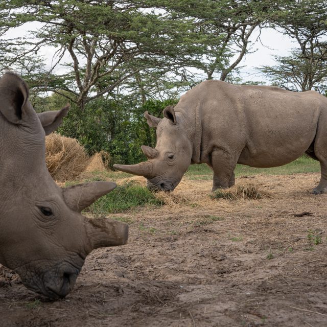 Fatu a Najin v rezervaci Ol Pejeta | foto: Jan Zwilling - Projekt BioRescue