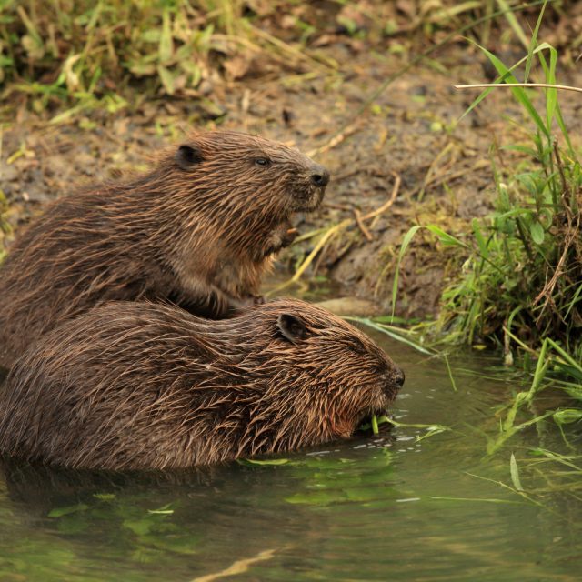 Bobr evropský | foto: Profimedia