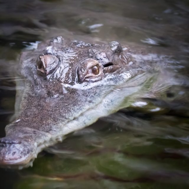 Stěhování krokodýla štítnatého v Safari Parku Dvůr Králové | foto: Simona Jiřičková,  Safari Park Dvůr Králové