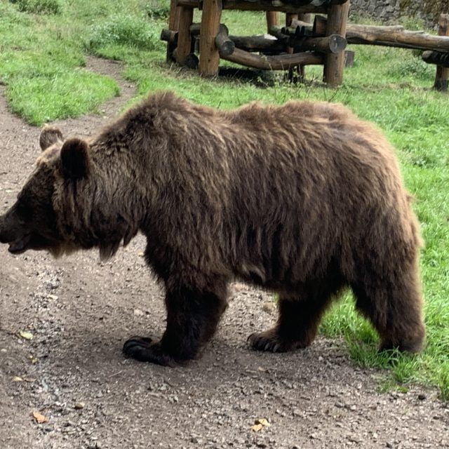 Medvědi Dáša a Ludvík mají svůj domov v zámeckém příkopu v Náchodě | foto: Václav Plecháček,  Český rozhlas