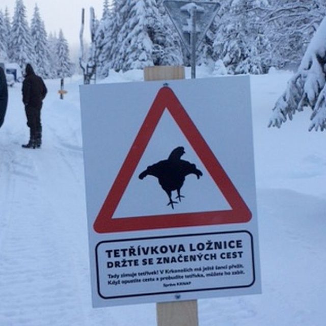 Strážci národního parku začali po Krkonoších instalovat tabule s informacemi o výskytu kriticky ohrožených tetřívků | foto: Kateřina Kohoutová,  Český rozhlas