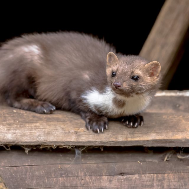 Kuna skalní | foto: Shutterstock