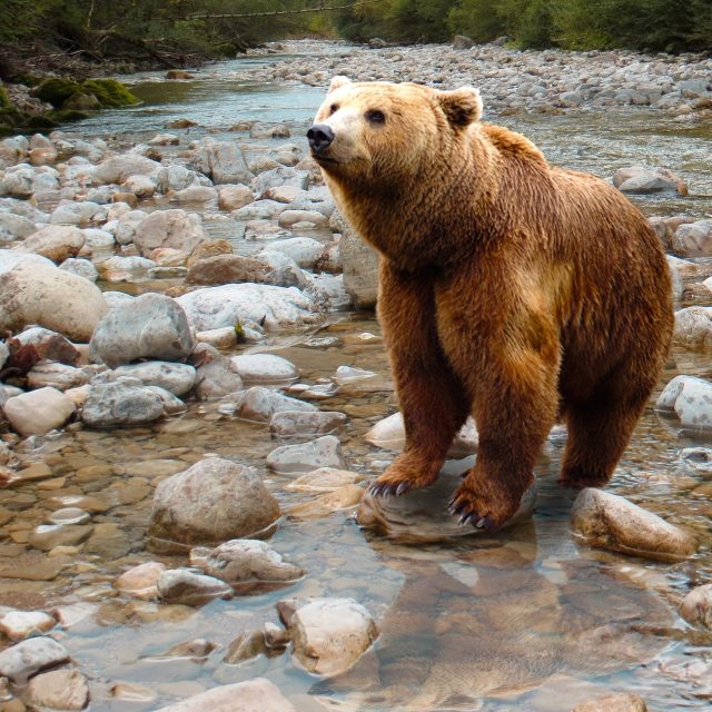 Medvěd je impozantní zvíře | foto: Fotobanka Pixabay