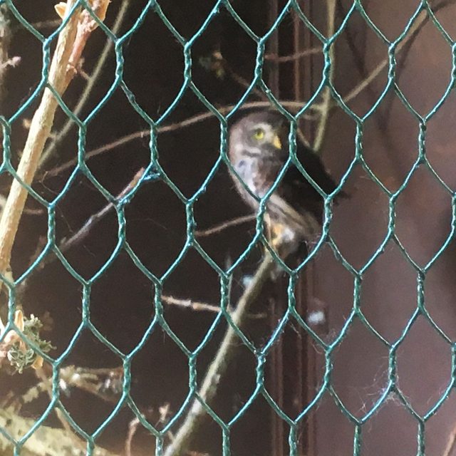 Záchranná stanice pro handicapovaná zvířata v Jaroměři | foto: Václav Plecháček,  Český rozhlas