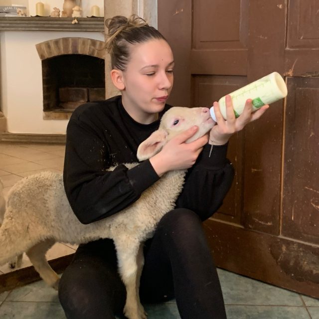 Kuchyně farmy v Šonově je plná jehňat. Jejich matky nemají dost mléka,  malé ovce tak krmí farmáři | foto: Václav Plecháček,  Český rozhlas
