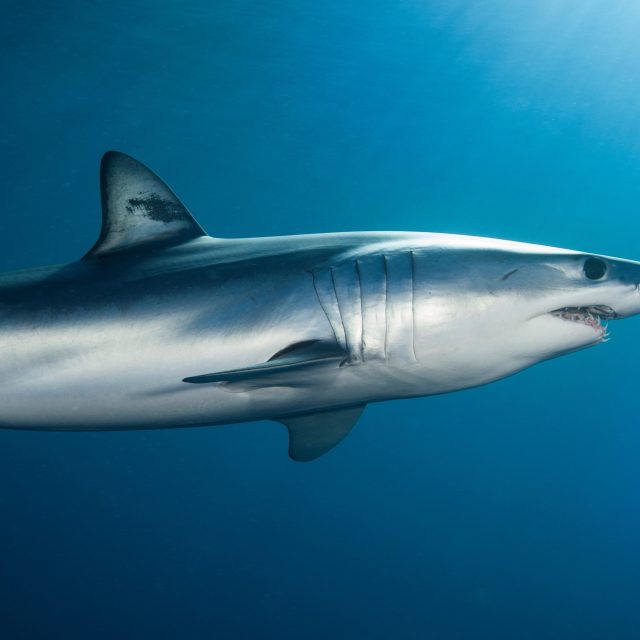 Žralok mako | foto: Profimedia