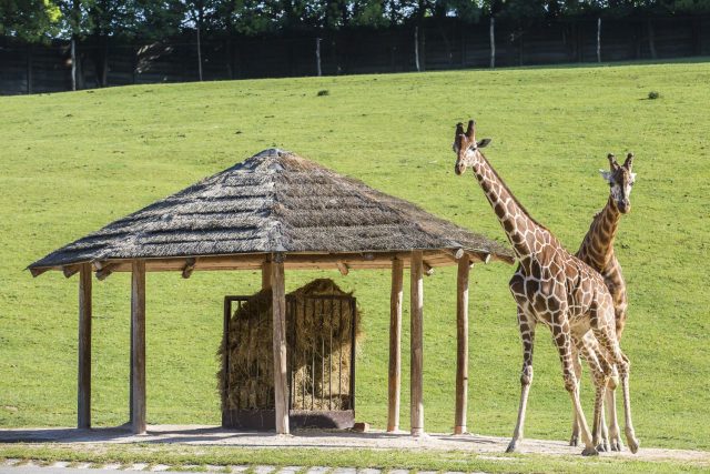 Žirafy v Safari Parku Dvůr Králové | foto: Simona Jiřičková