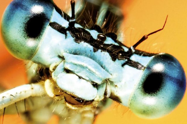 Makrofotografie hmyzu na výstavě v Muzeu Pod čepicí | foto: Libor Nývlt