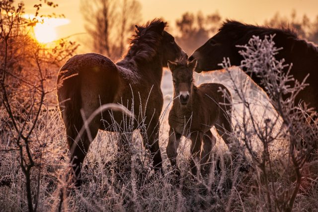Divocí exmoorští koně budou v Ptačím parku Josefovské louky | foto:  Česká krajina