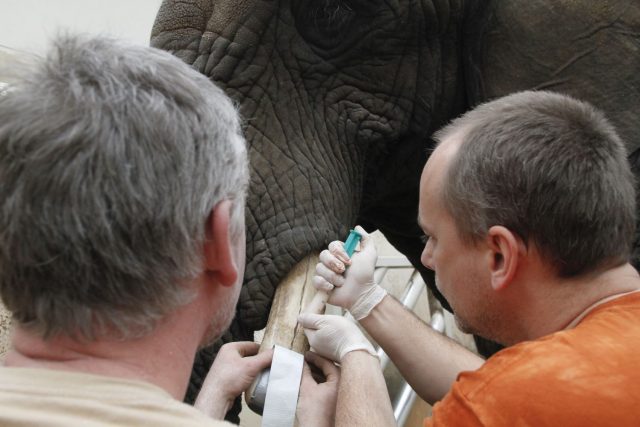 Ošetření slonice Saly | foto: Simona Jiřičková