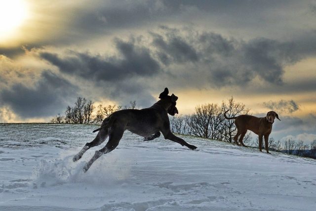 Běžící pes je plný radosti | foto:  pixabay.com