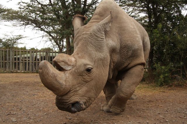 Nosorožec Sudan | foto: Jan Stejskal -  Safari Park Dvůr Králové