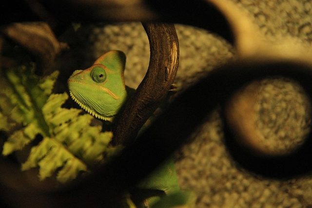 Chameleon v ZOO Dvůr Králové nad Labem | foto: Zoo Dvůr Králové