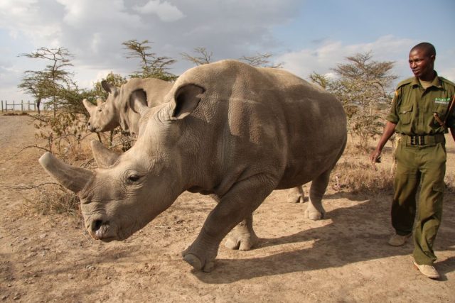 Nosorožci Najin a Fatu | foto: Jan Stejskal ZOO Dvůr Králové