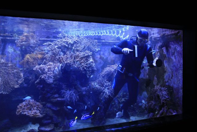 Mořské akvárium v ZOO Dvůr Králové | foto: Simona Jiřičková