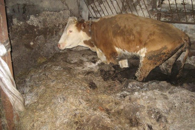 Závažný případ týrání hospodářských zvířat | foto:  Státní veterinární správa ČR