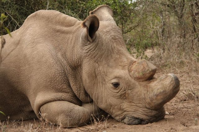 Sudán,  poslední samec nosorožce tuponosého severního na světě | foto: Jan Stejskal