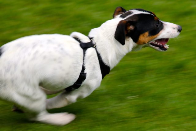 Pes by neměl nikde volně pobíhat,  když ho vůdce nedokáže zvládat  (ilustrační foto) | foto:  pixabay.com