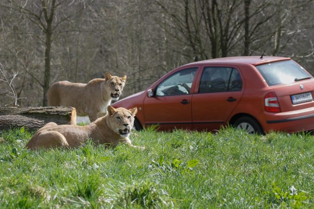 Lvice Khalila a Tessy jsou novou chloubou královédvorského Lvího safari | foto: Safari Park Dvůr Králové nad Labem