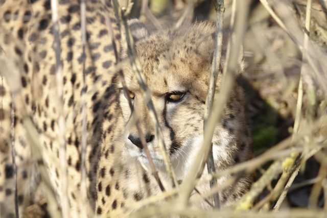 Gepardi v Safari Parku Dvůr Králové | foto: Simona Jiřičková