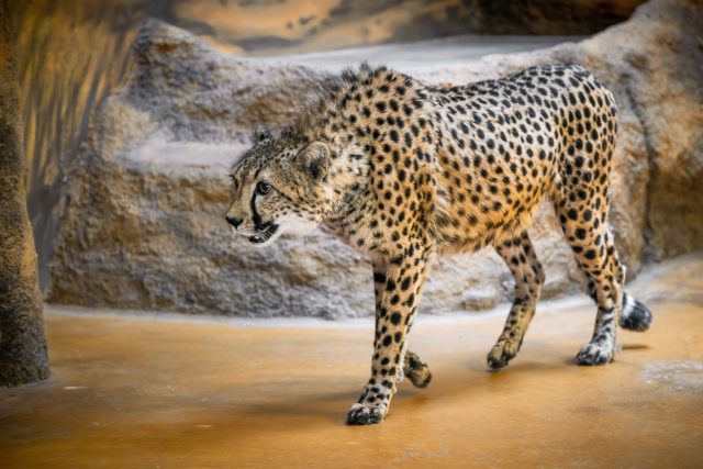 Nové gepardice ve dvorském safari parku | foto: Helena Hubáčková,  Safari Park Dvůr Králové