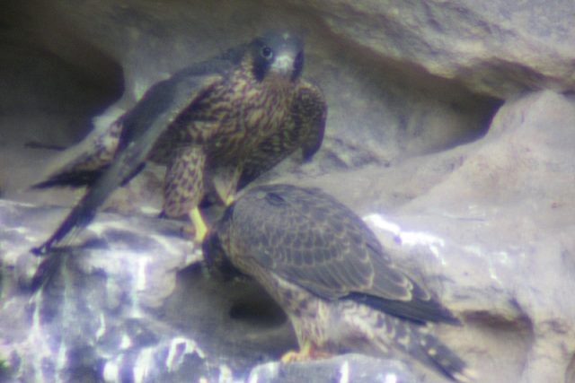 Sokoli stěhovaví z Teplicko-adršpašských skal | foto: Jiří  Malík