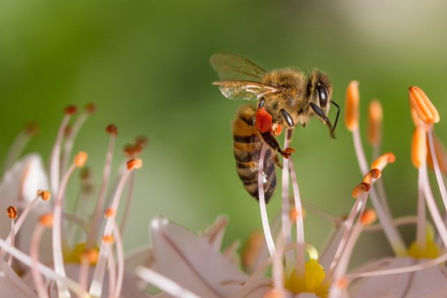 Včelaři si v nejvyšších českých horách pochvalují čistou netknutou přírodu,  díky které je podle nich pak med kvalitní  (ilustrační foto) | foto: Pexels,  CC0 1.0
