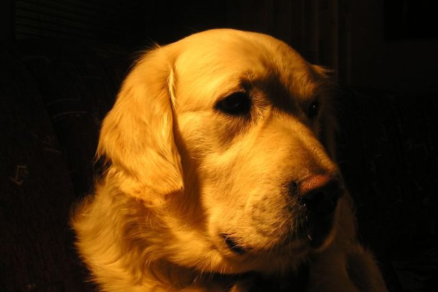 Jako vodicí nebo asistenční psi se často používají například zlatí retrívři | foto: Fotobanka stock.xchng