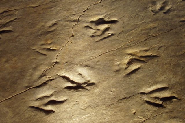 Eubrontes. Tak označují vědci  tříprsté stopy neznámého dravého dinosaura ze svrchního triasu,  zřejmě příbuzného rodu Dilophosaurus. Podobná stopa byla v 90. letech minulého století objevena i na našem území  (u Červeného Kostelce). | foto: Daderot,  lic. GNU Free Documentation Lic.